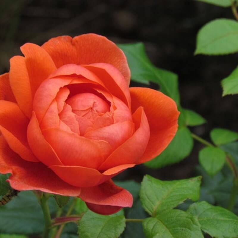 Розы дэвида остина: новые сорта английских роз. описания. фото