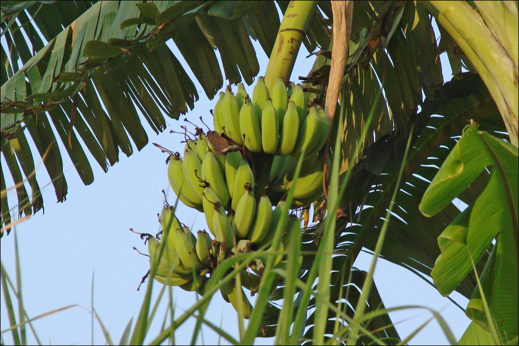 Банановая пальма — выращиваем дома