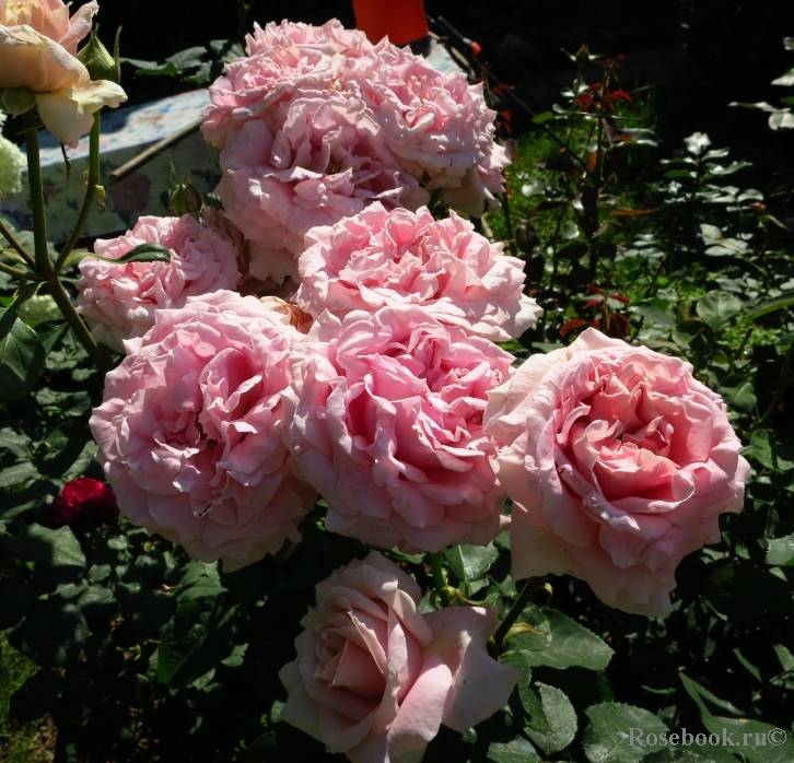 Основные сведения о розах флорибунда: посадка, правила ухода, размножение
