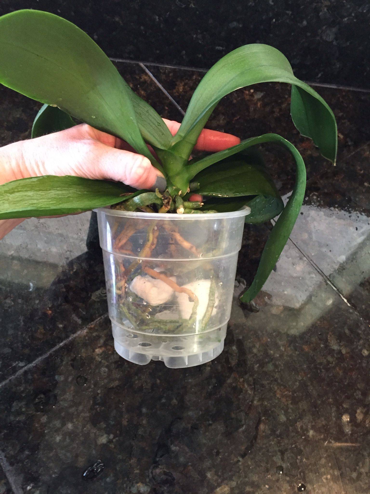 Реанимация орхидеи без корней: можно ли спасти цветок, как снова нарастить в домашних условиях вегетативный орган, в том числе в воде, что для этого делать?дача эксперт