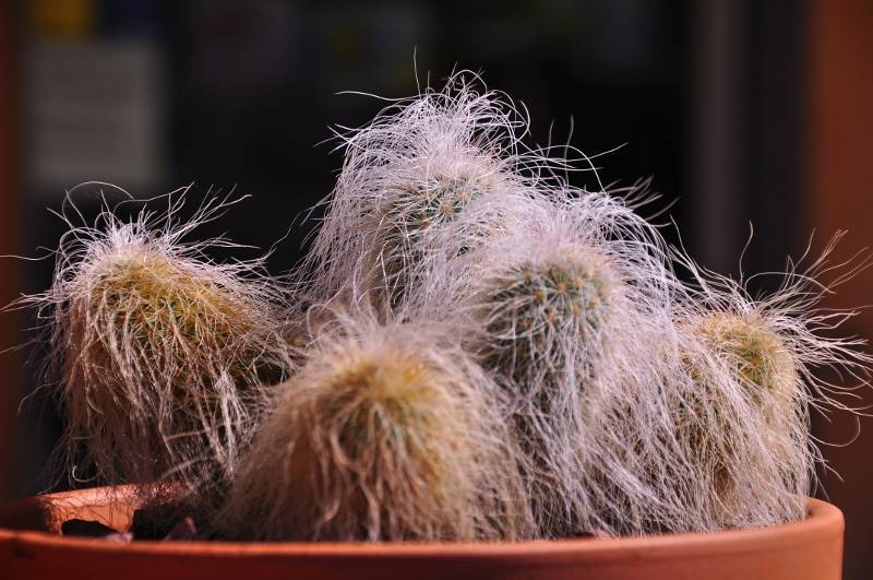 Пушистый кактус: особенности содержания, названия и фото видов волосатых суккулентов, а также рекомендации, как ухаживать за лохматыми растениямидача эксперт