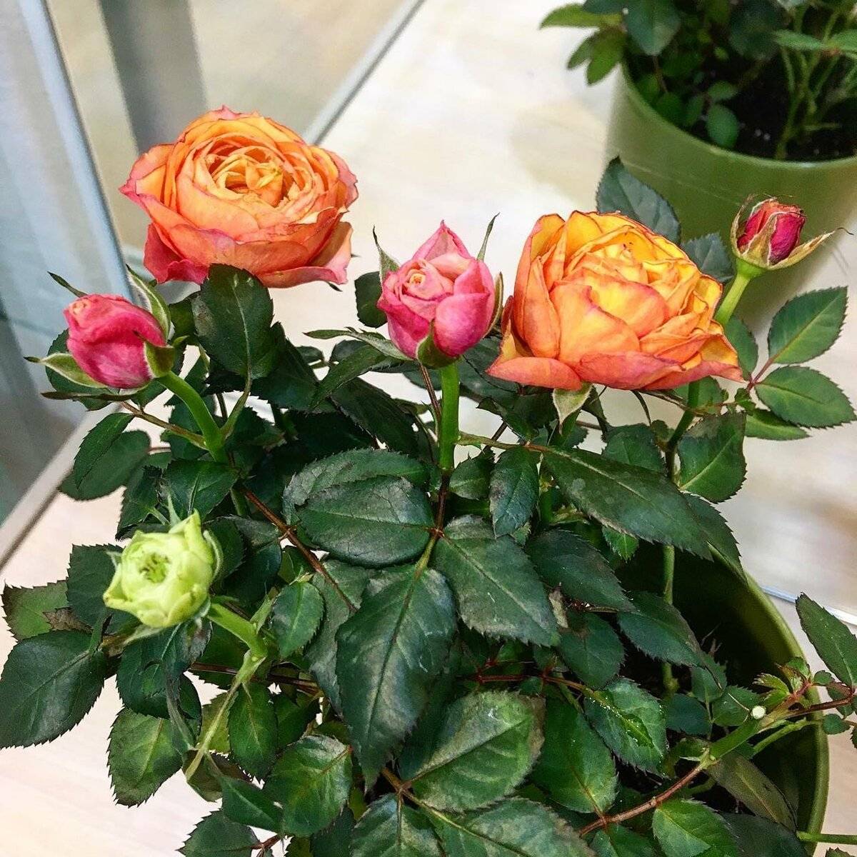 Пересадка комнатной розы после покупки: выбор грунта, размер цветочного горшка, дренаж, необходимые инструменты, техника выполнения работы и советы цветоводов