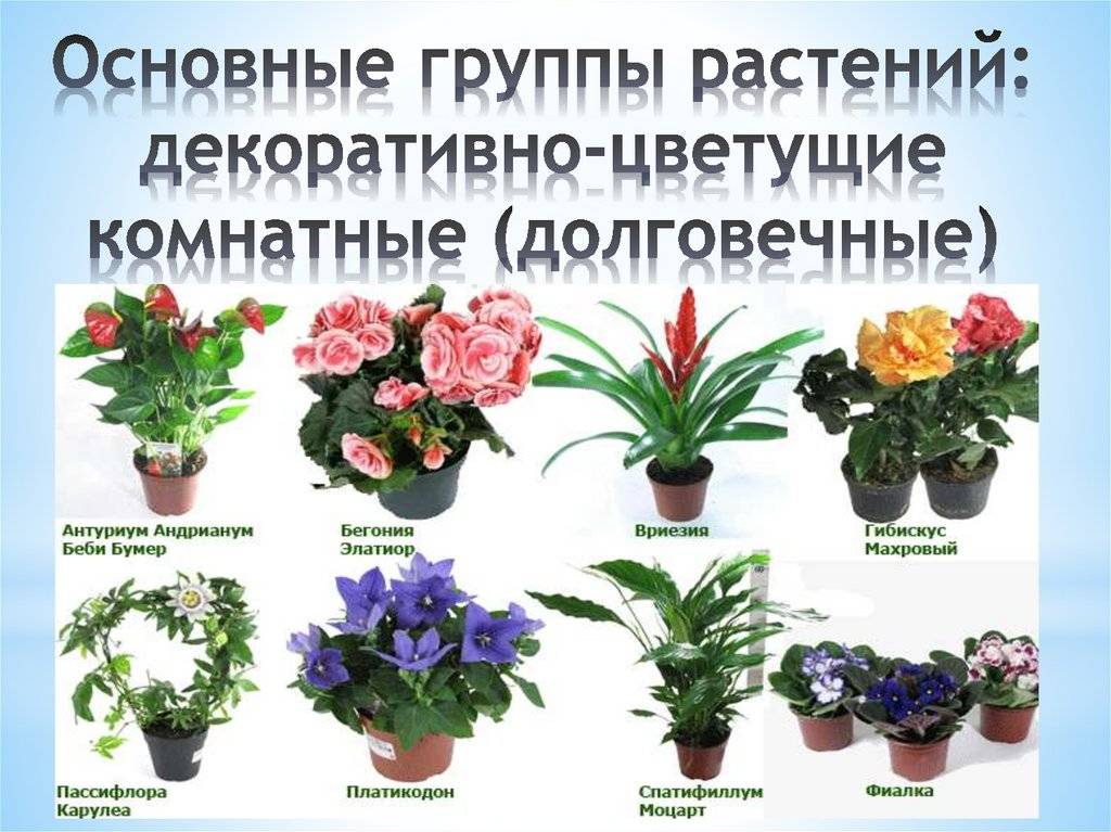 Самые большие комнатные растения и цветы: каталог с названиями и фото