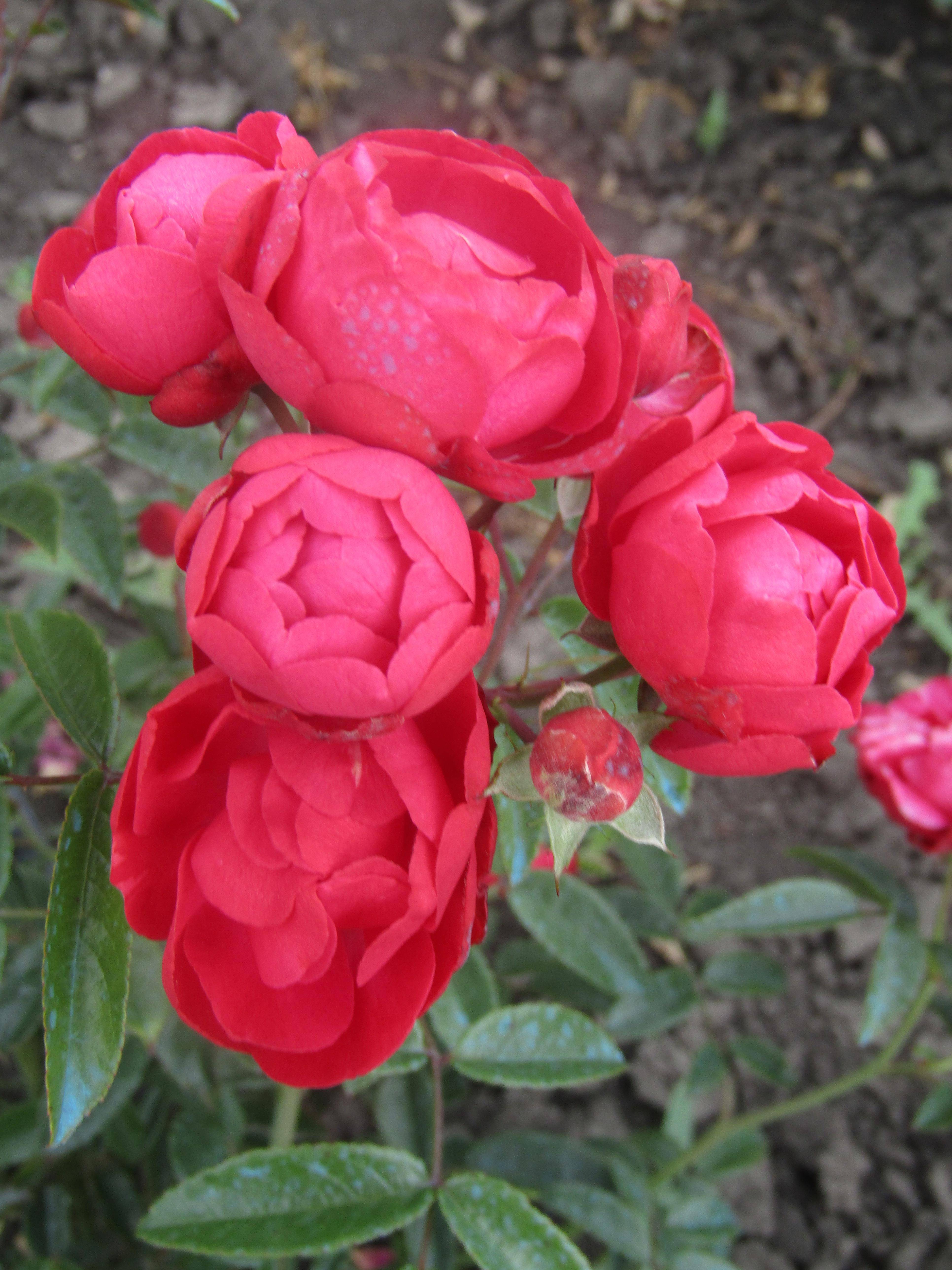 Полиантовые розы: описание и фото сортов, выращивание от посадки до ухода (с видео)