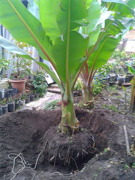 Как вырастить бананы в открытом грунте и получить хороший урожай