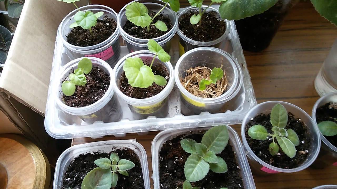 Красавица глоксиния: размножение семенами и листом — ботаничка