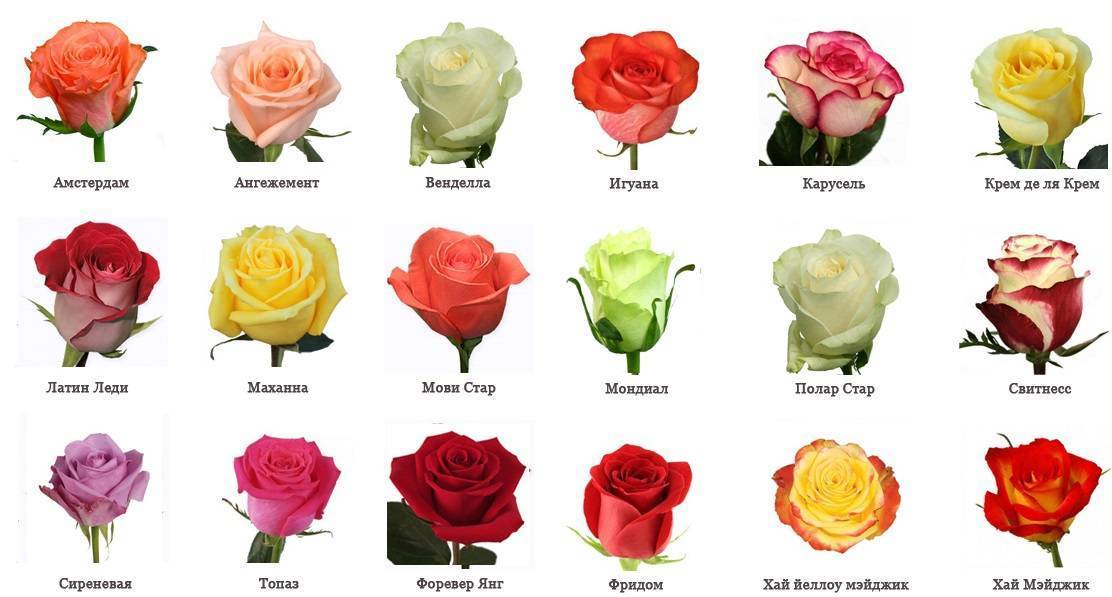 Лучшие виды и сорта роз: список по алфавиту с названиями и описанием