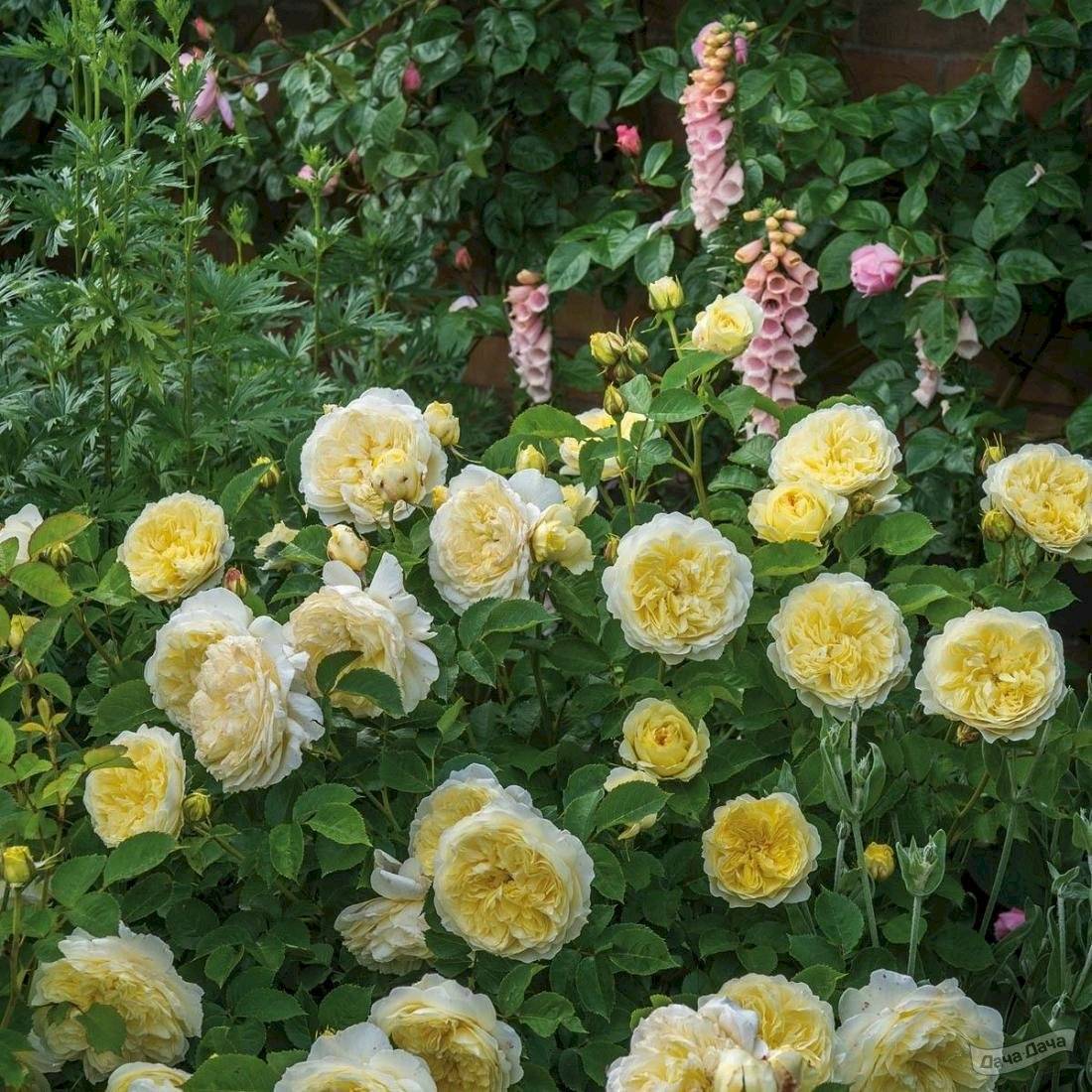 Английская роза «пилигрим»: выращивание и уход