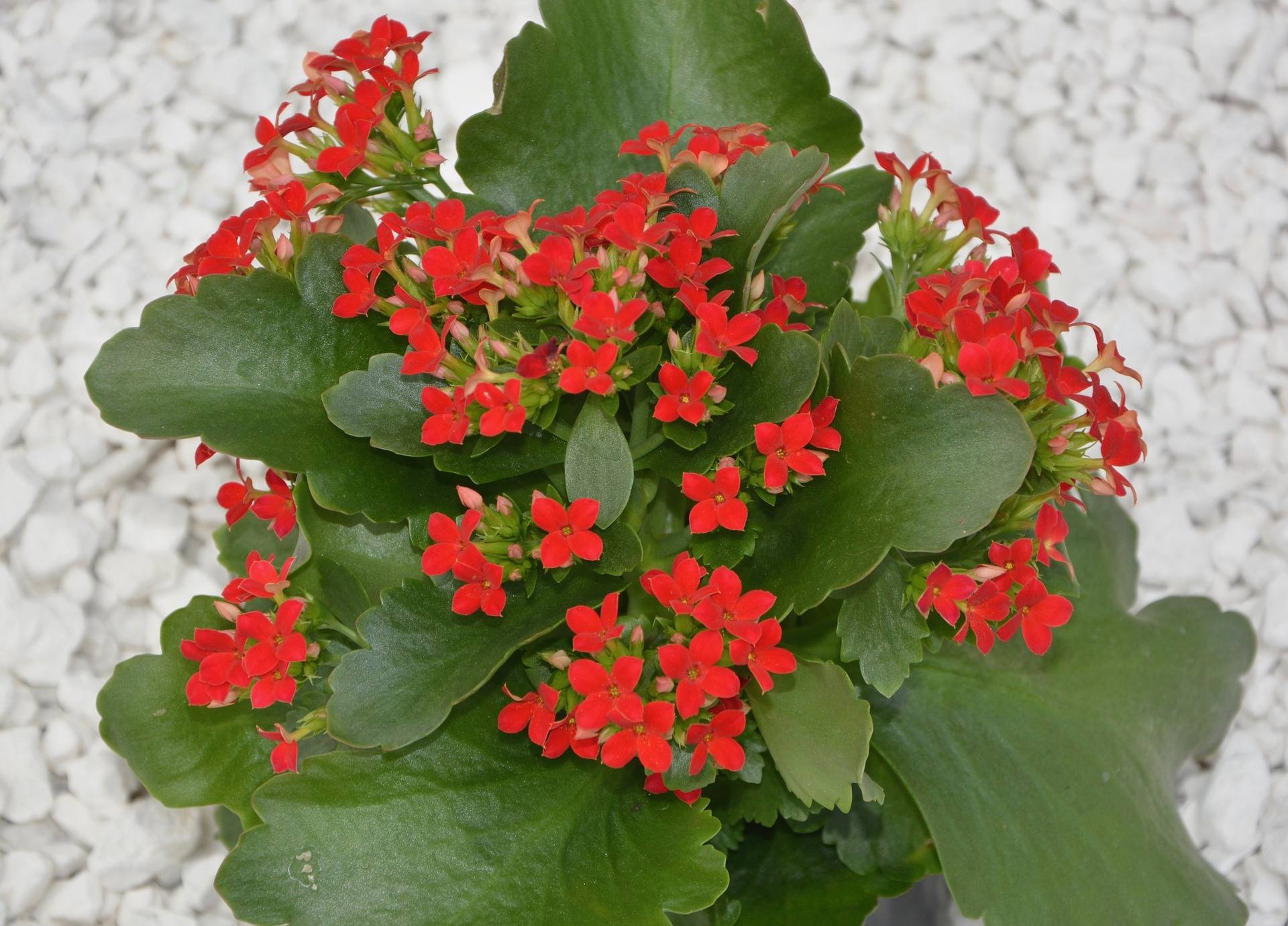 Комнатный цветок с красными листьями: название, фото и уход