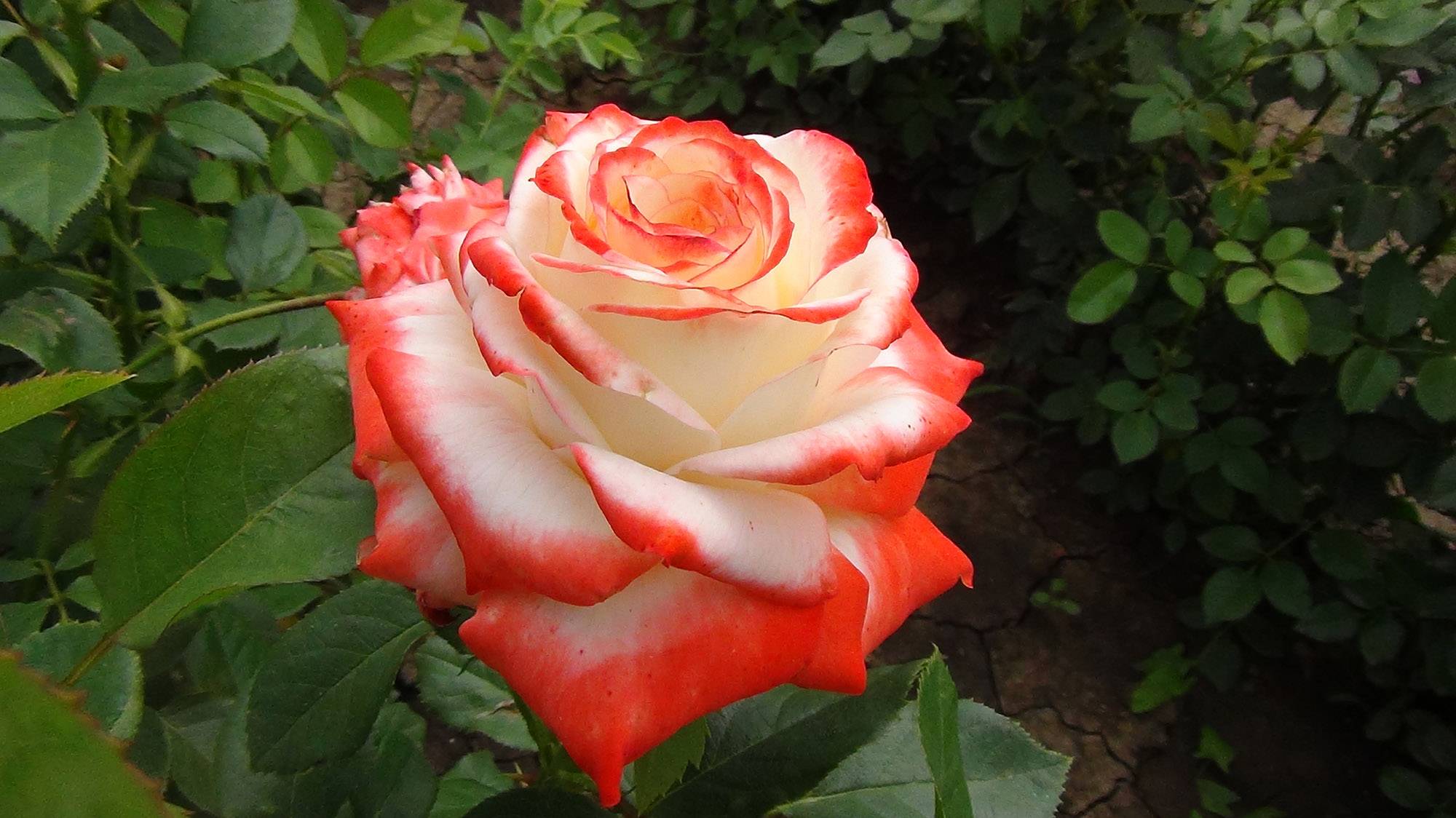 Роза императрица фарах – фото и описание, отзывы