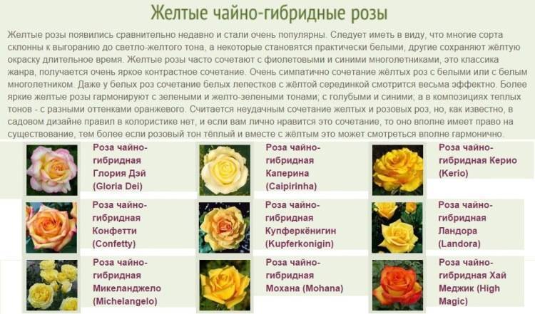 Роза флорибунда: посадка, уход и выращивание. сорта.