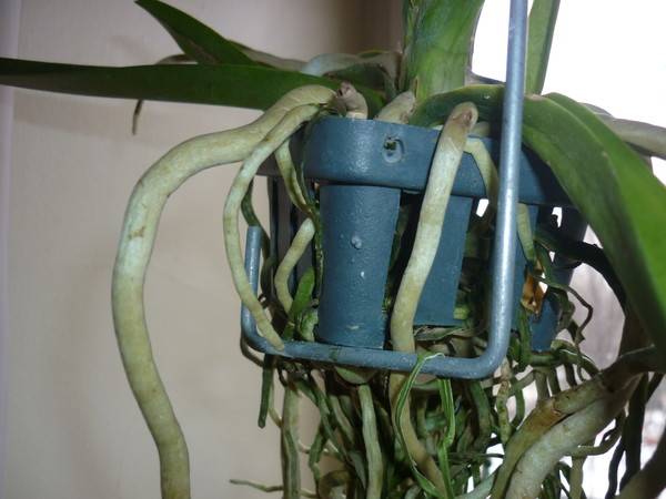 Что делать с корнями орхидеи, которые вылезли из горшка: причины появления