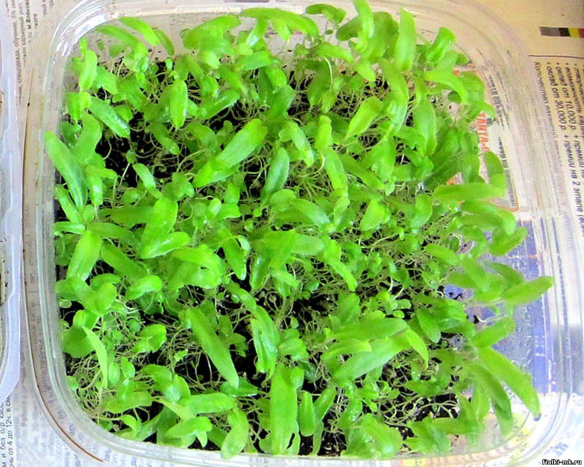 Стрептокарпусы - уход и выращивание из семян или листа в домашних условиях, болезни растений, фото, видео