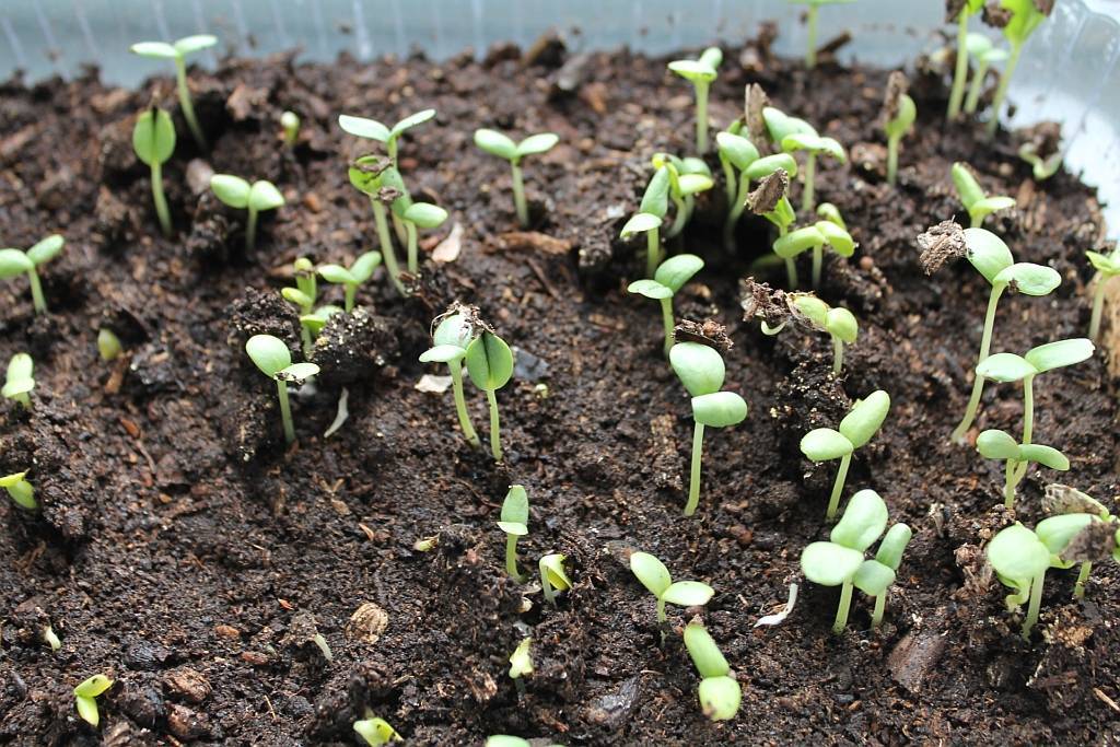 Бархатцы: выращивание из семян, когда сажать