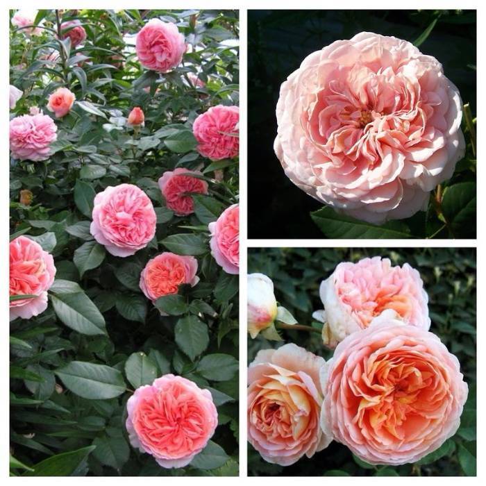 Роза абрахам дерби: фото, описание, отзывы. английская роза шраб