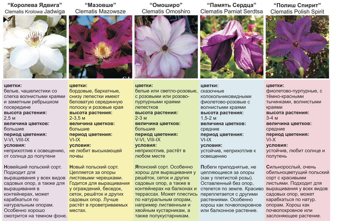 Розы кордеса: особенности, виды и выращивание
