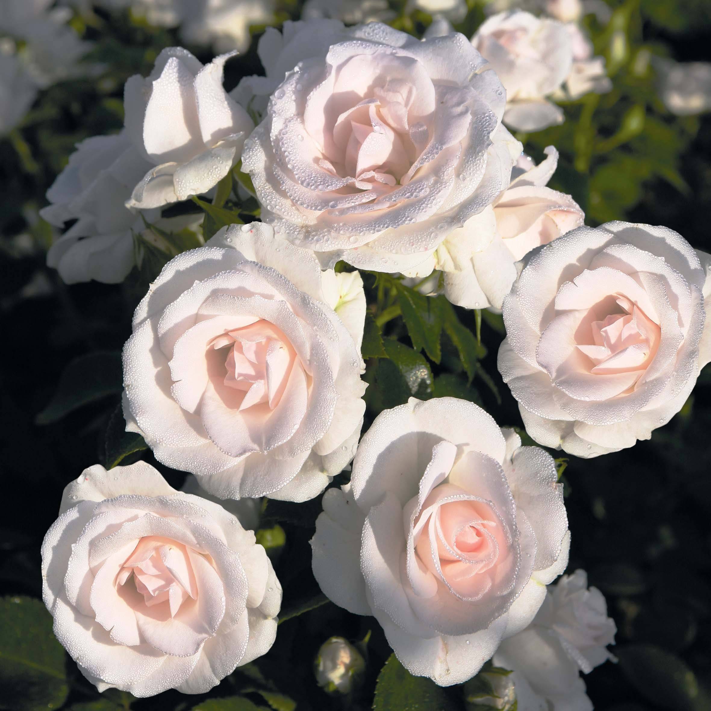 Описание сорта розы “аспирин” (aspirin rose) с отзывами, посадки, ухода с фото
