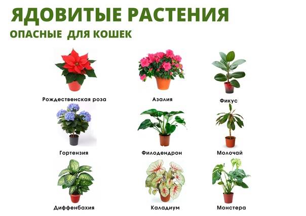 ᐉ комнатные растения, безопасные для кошек - ➡ motildazoo.ru