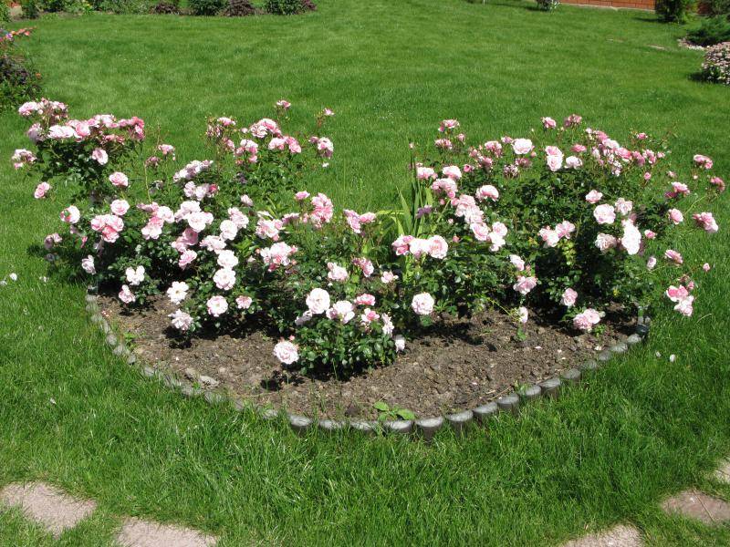 Как посадить и вырастить в саду нежную и изящную розу боника