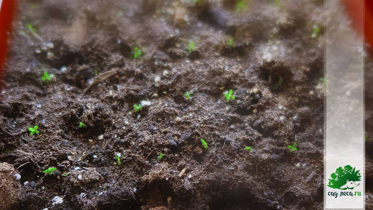 Выращивание рододендронов семенами