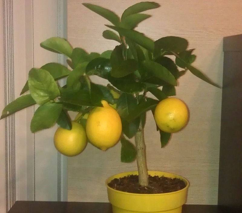 Как вырастить лимон и ухаживать за ним в домашних условиях, фото
