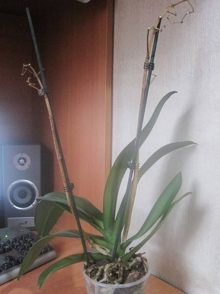 Обрезать орхидею после цветения: надо ли делать, как отсекать стрелку, когда она засохла и еще зеленая, какой уход в домашних условиях после удаления, пошаговое фотодача эксперт