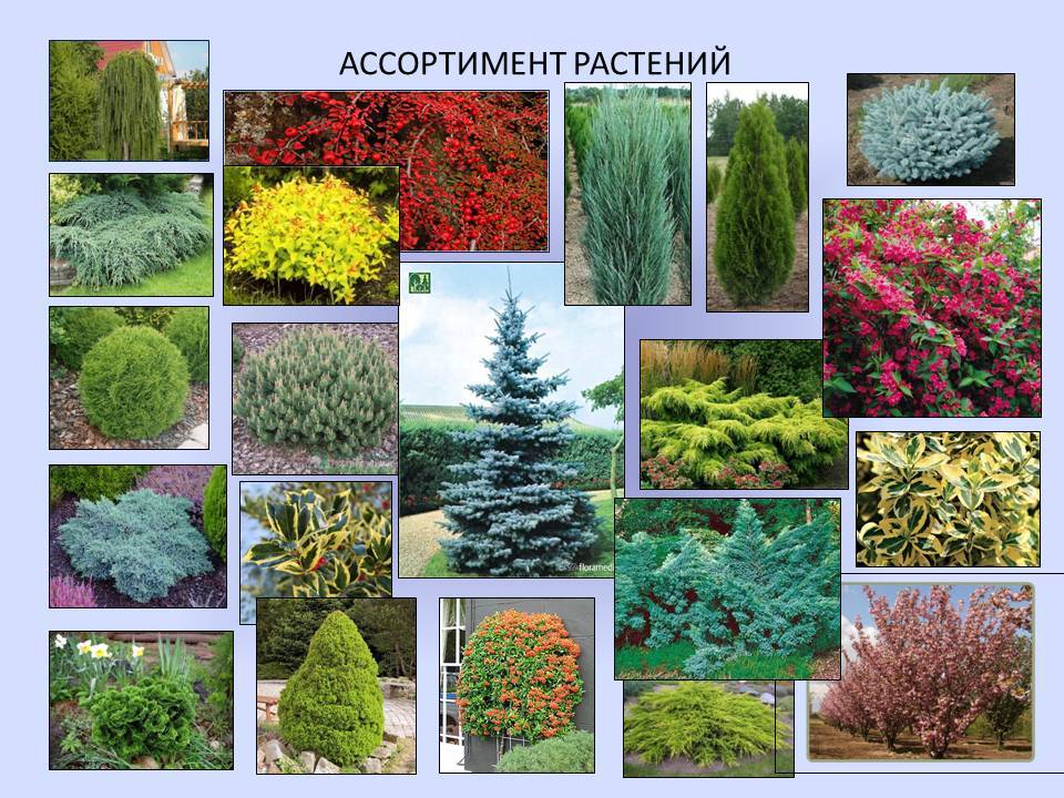 Хвойные растения для сада с фото и названиями: основы выбора
