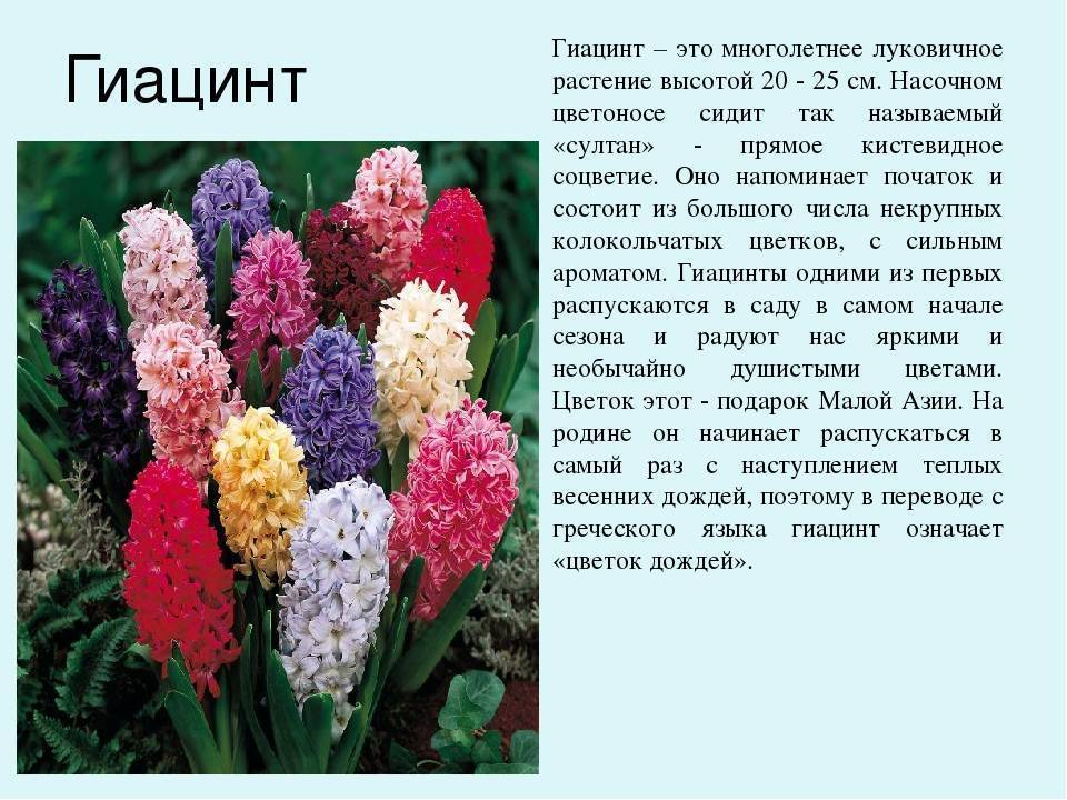Растения и цветы для ландшафтного дизайна с названиями
 - 30 фото