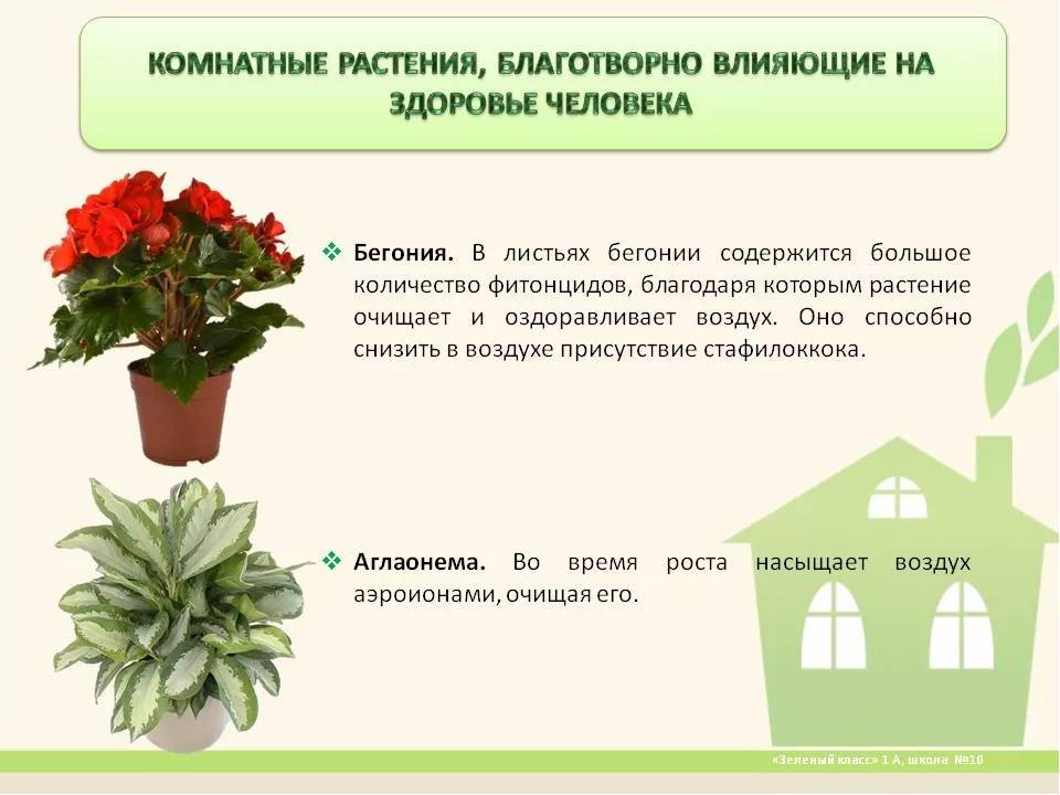 Какие цветы нельзя держать дома и почему: список растений
