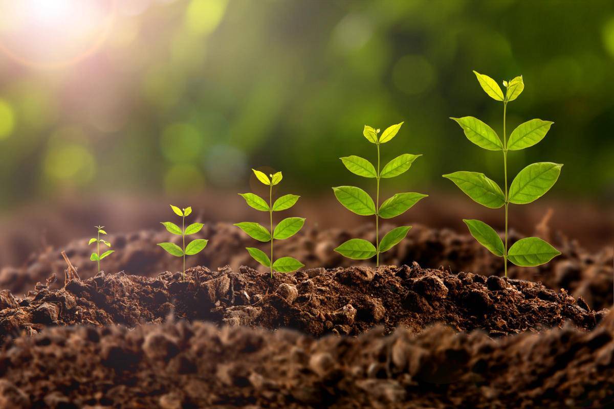 Стимуляторы и регуляторы роста – залог быстрого развития растений