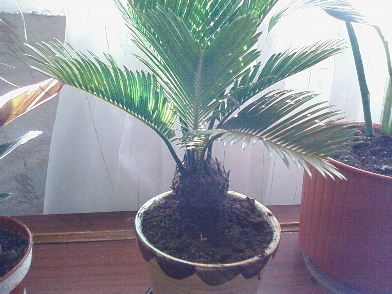 Цикас: уход в домашних условиях за экзотической пальмой