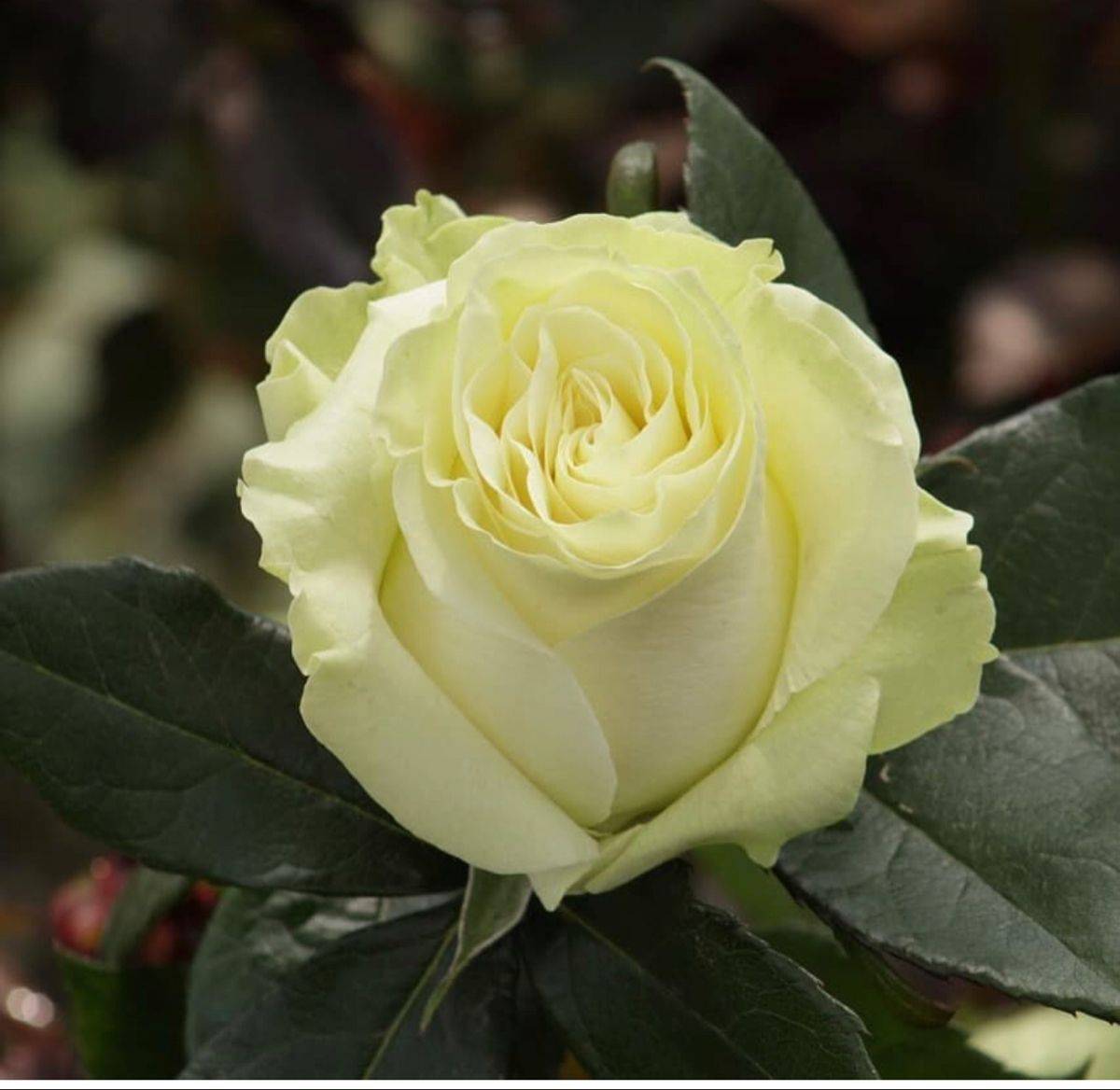 Роза мондиаль: описание и разновидности сорта с фото, применение цветка + особенности посадки и выращивания, отзывы
