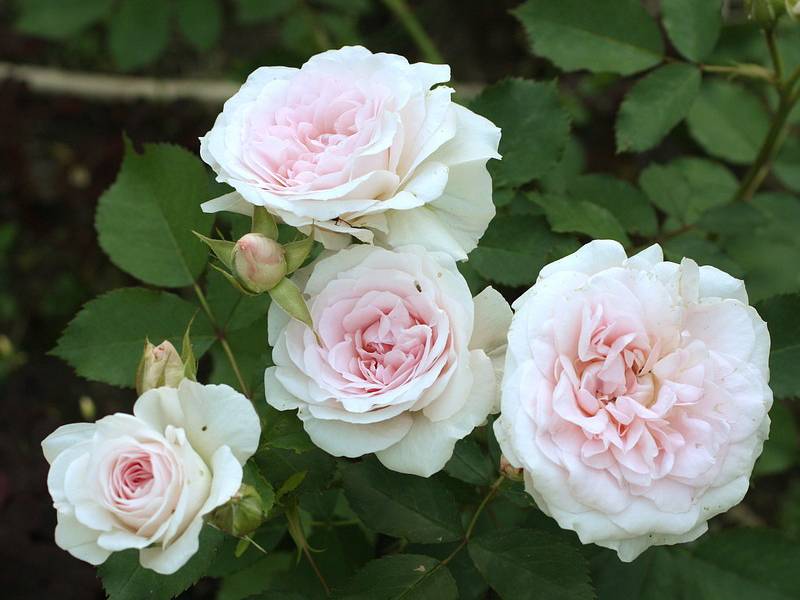 Канадские розы: описание лучших сортов с фото и правила ухода
