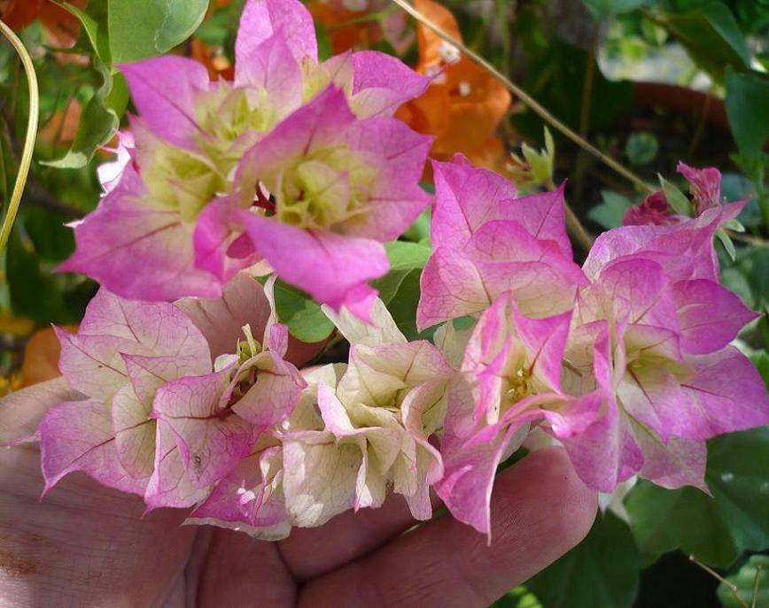 Бугенвиллия. комнатный цветок бугенвиллия: каталог сортов с фото, уход и размножение в домашних условиях