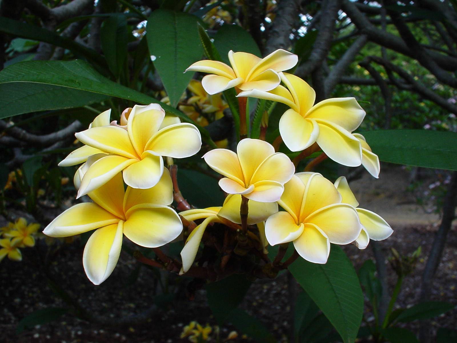 Плюмерия — самая ароматная среди красивоцветущих домашних растений - подружки - 7 февраля - 43822043665 - медиаплатформа миртесен