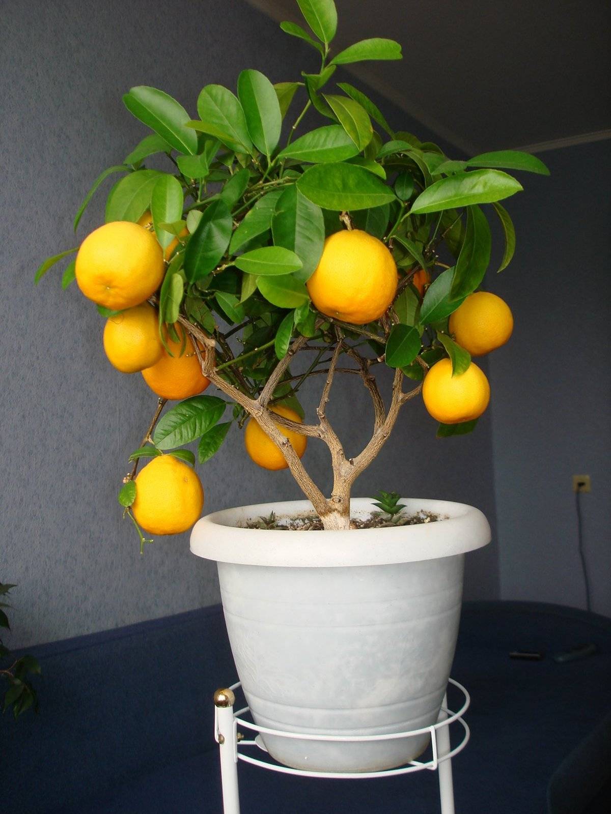 Комнатный лимон - уход в домашних условиях с фото, виды и выращивание