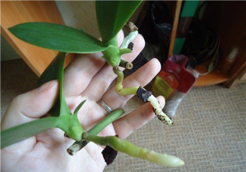 Как размножить орхидею