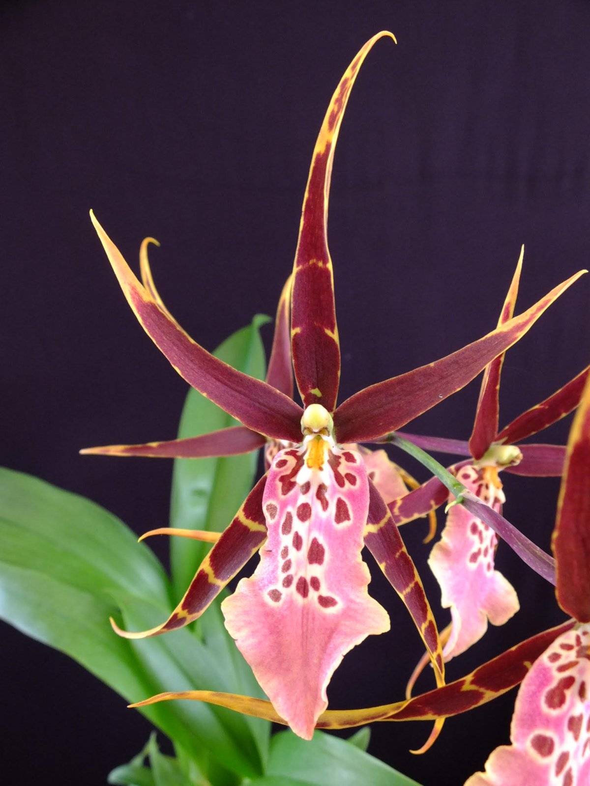 Орхидея брассия: описание и фото популярных разновидностей, уход в домашних условиях за растением-пауком, а также про пересадку, болезни и полив