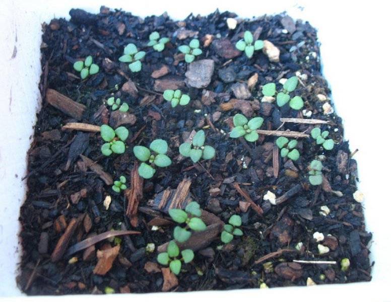Кларкия изящная: выращивание из семян, посадка и уход в открытом грунте, в домашних условиях
