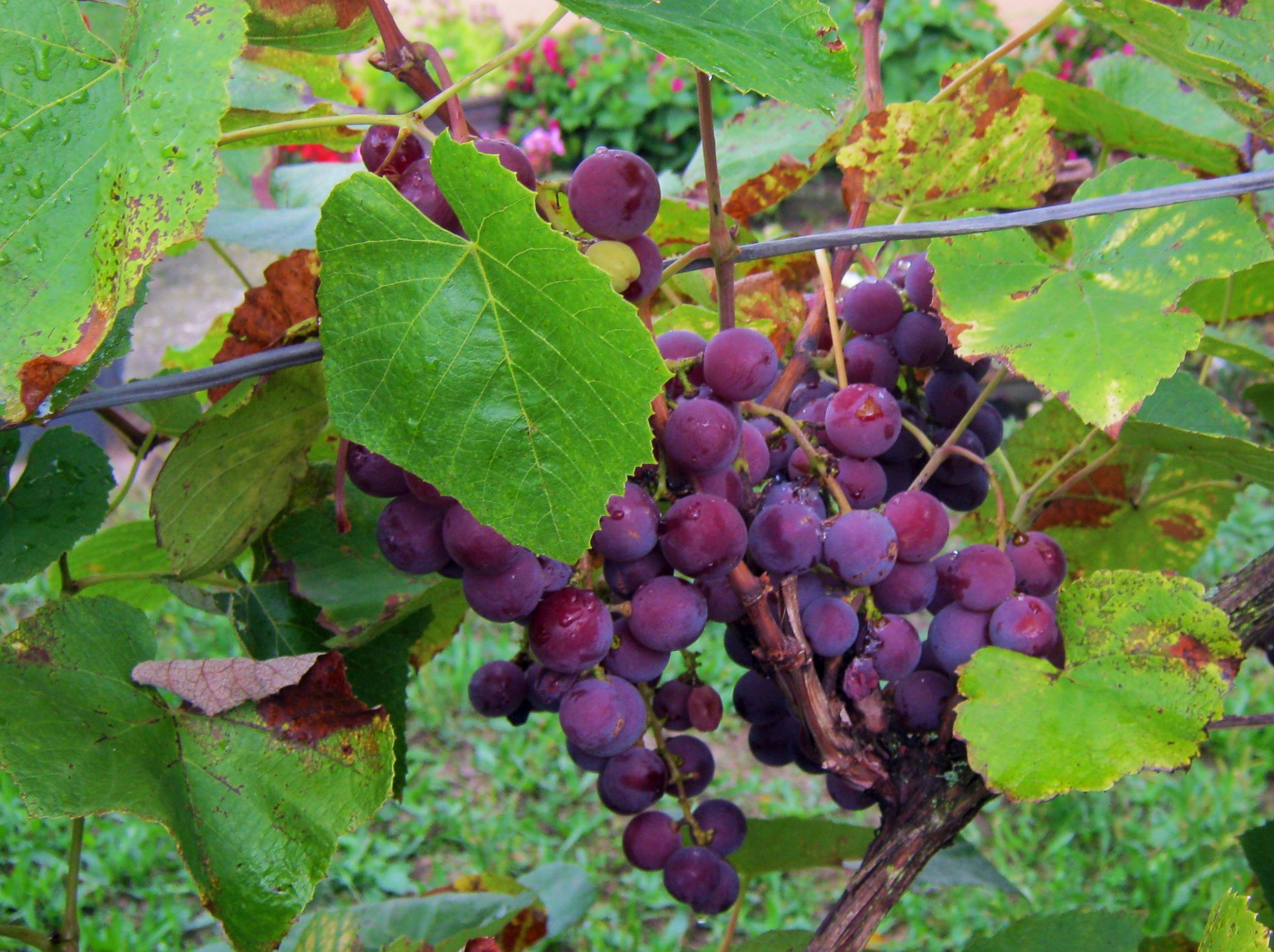 семейство виноградовые