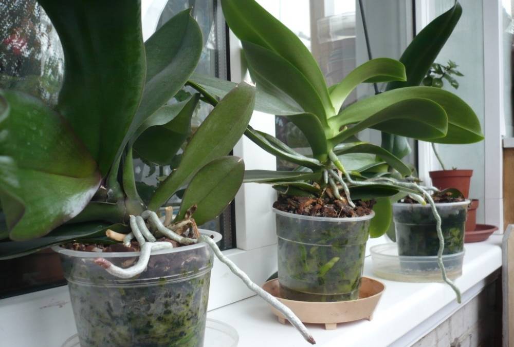 Что делать, если орхидеи не цветут долго (больше года), как им помочь и разбудить их: основные причины отсутствия цветов