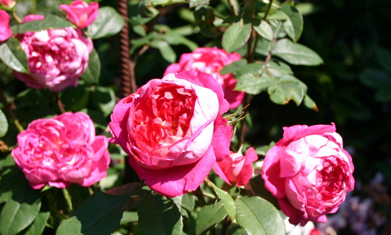 Английские розы в грунте: что это такое, описание лучших парковых сортов с фото - бенджамин бриттен, краун принцесс маргарет, фальстаф - уход в саду, обрезка веснойдача эксперт