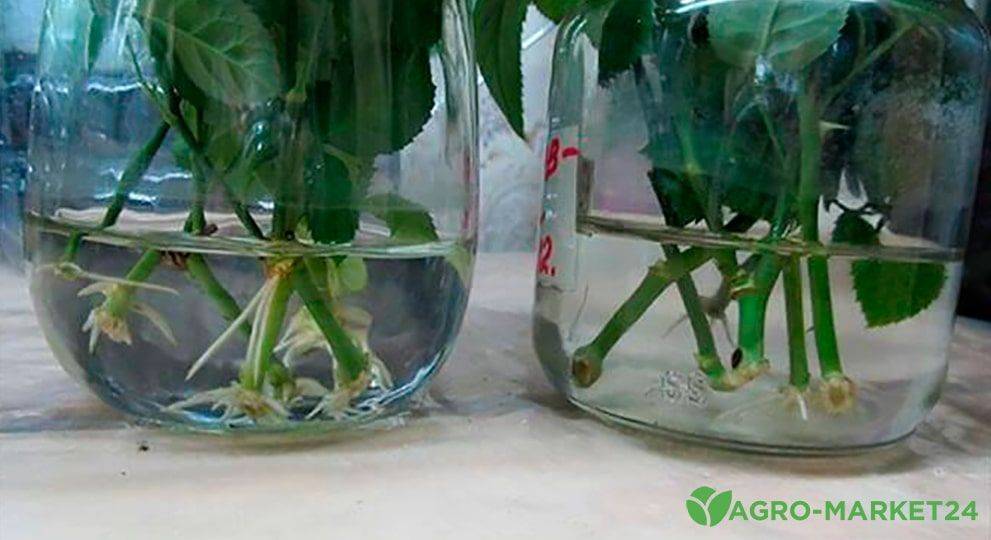 Как вырастить хризантемы из букета? инструкция- обзор +видео
