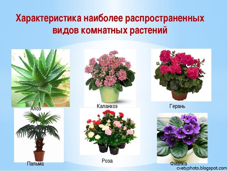 Красивые цветущие комнатные цветы с названием и описанием
