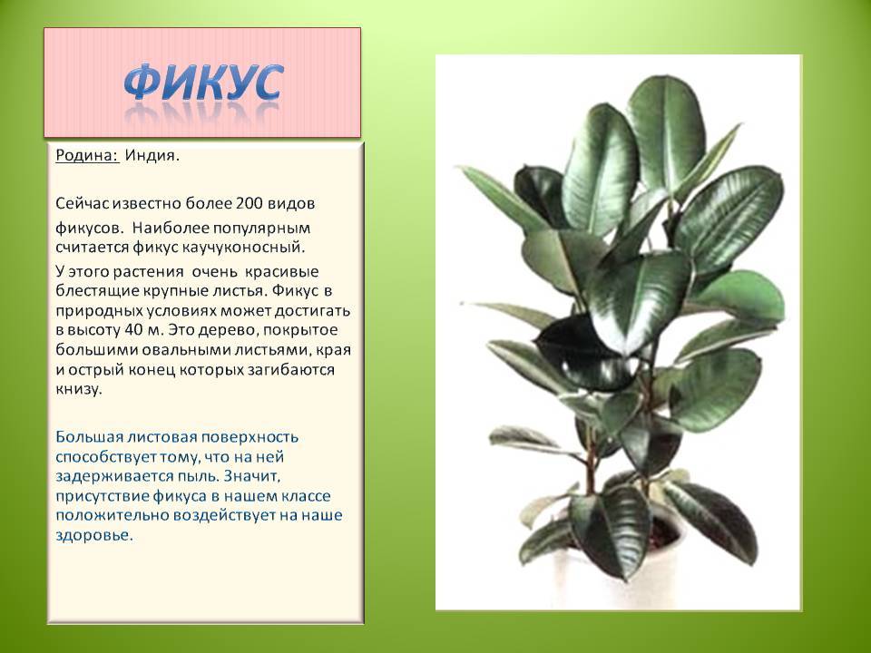 Разновидности фикуса с фото и названиями — сорта для дома