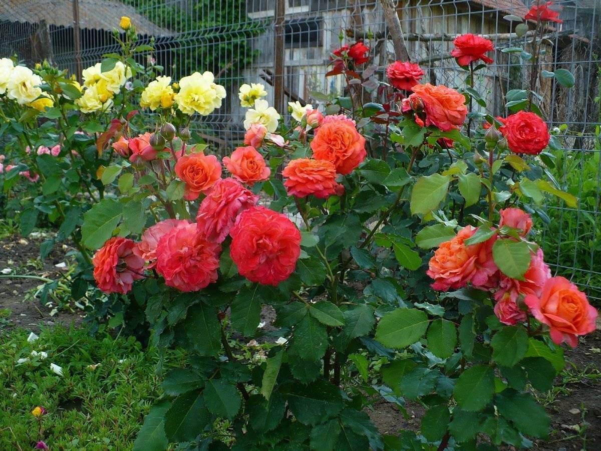 7 самых зимостойких сортов роз для посадки в подмосковье и севернее