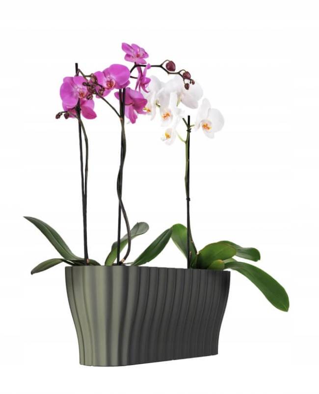 Кашпо для орхидей: какой должен быть размер и материал, посадка в стеклянный и прозрачный горшок, в какой лучше сажать и как ухаживать после процедуры?