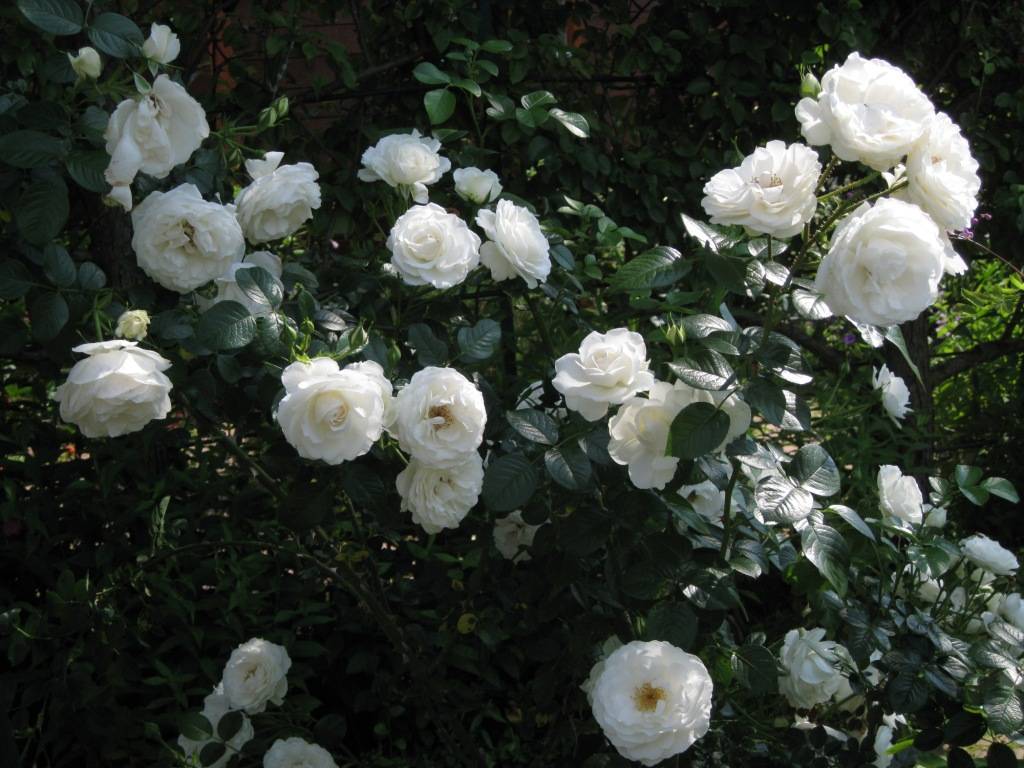 Роза флорибунда — ботаничка