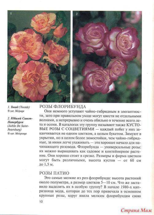 Плетистая роза "румба клайминг" (описание сорта, отзывы, уход, посадка, фото)