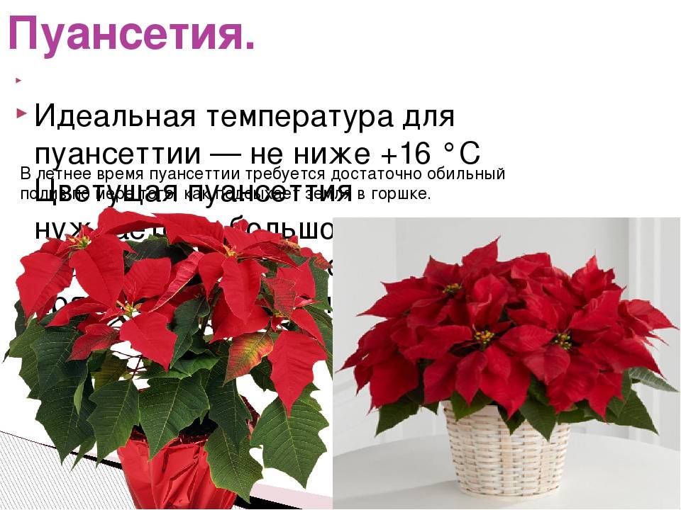 Цветок пуансетия: фото, описание, особенности выращивания в домашних условиях - sadovnikam.ru
